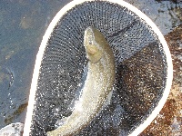 Little Salmon River